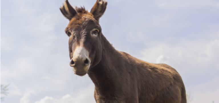 Man Arrested for Cutting Off Donkey’s Ear in Punjab’s