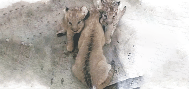 Three lion cubs born in Karachi
