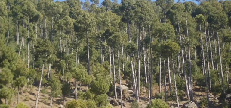 Punjab Government Tightens Penalties for Forest Offenses